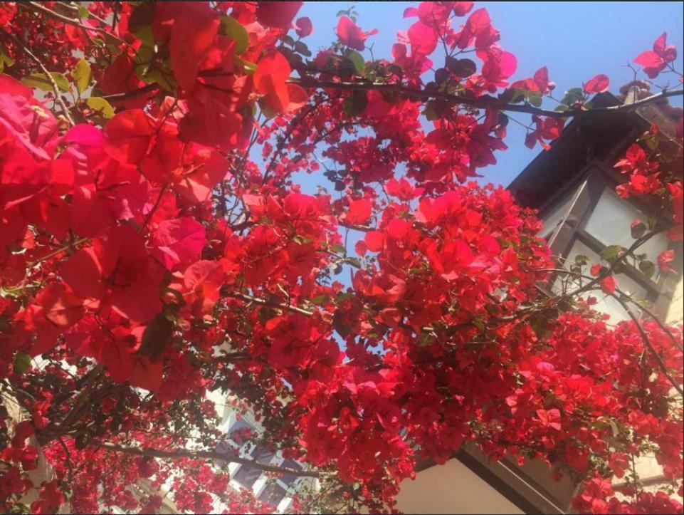Alayaz Boutique Oda ve Kahvaltı Alaçatı